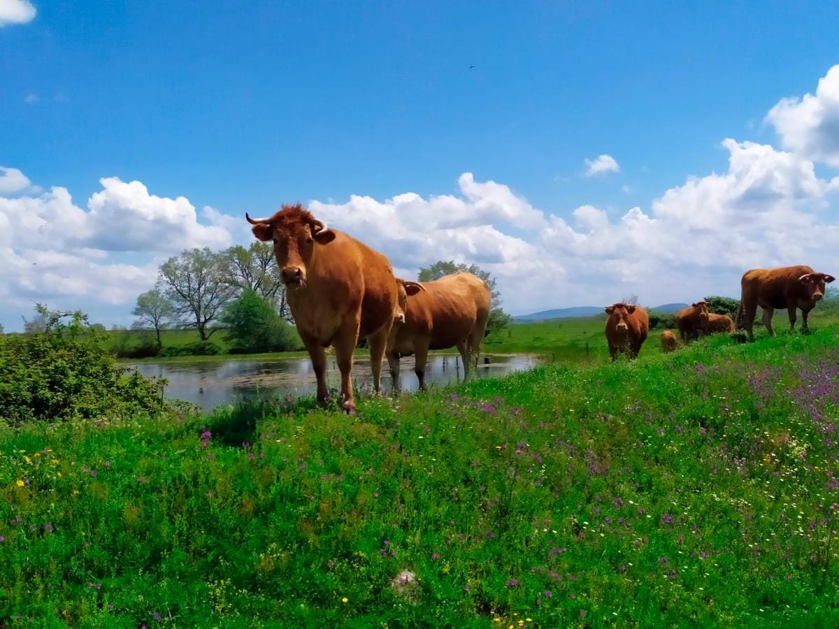 Vacas en una finca de la localidad de San Domingo