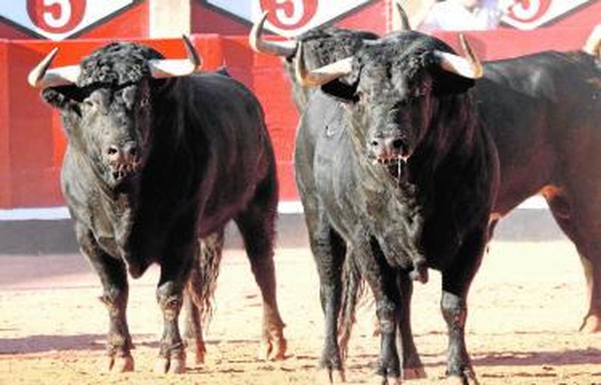 Tres toros en el tradicional Desenjaule de la Feria de Salamanca.