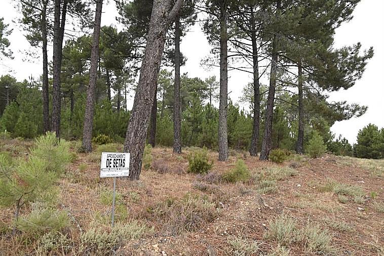 Monte de pinos con recolección regulada de setas.