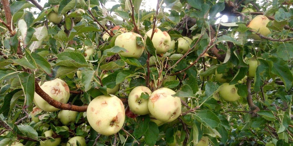 Manzanas dañadas por el pedrisco en un cultivo.