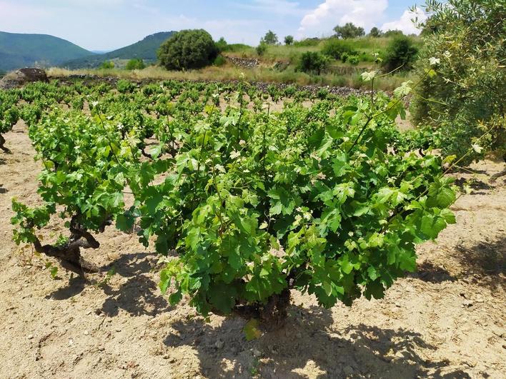 Imagen de vides en una finca de San Esteban de la Sierra.