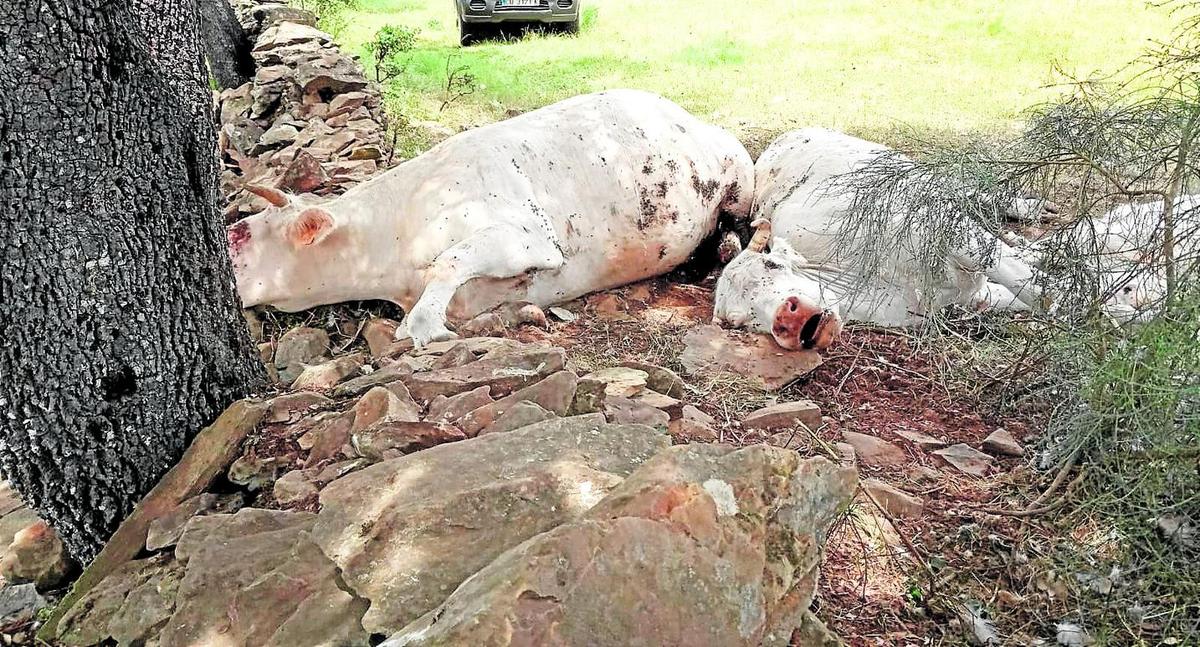 Dos vacas y un ternero muertos por el efecto de la tormenta del domingo en Martiago. | casamar