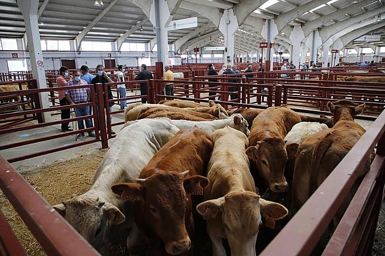 Un corral de terneros durante el mercado celebrado este lunes.