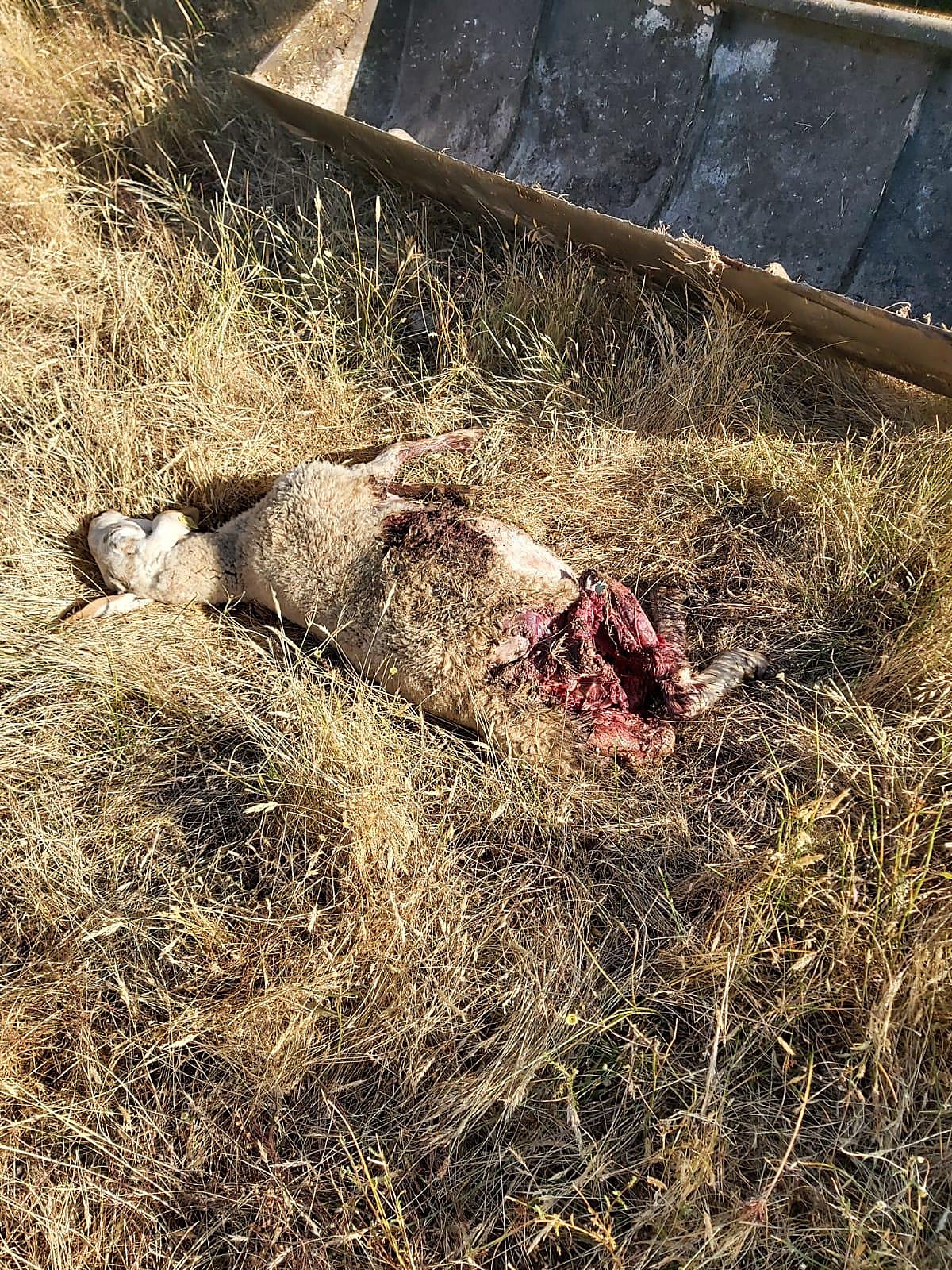 Una de las ovejas muertas en Mieza, con mordeduras en el cuello.