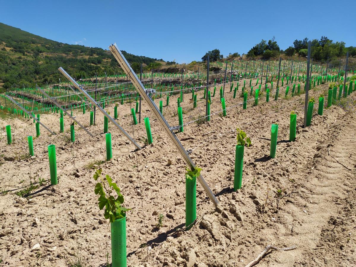 Imagen de un viñedo de la plantación en San Esteban de la Sierra.