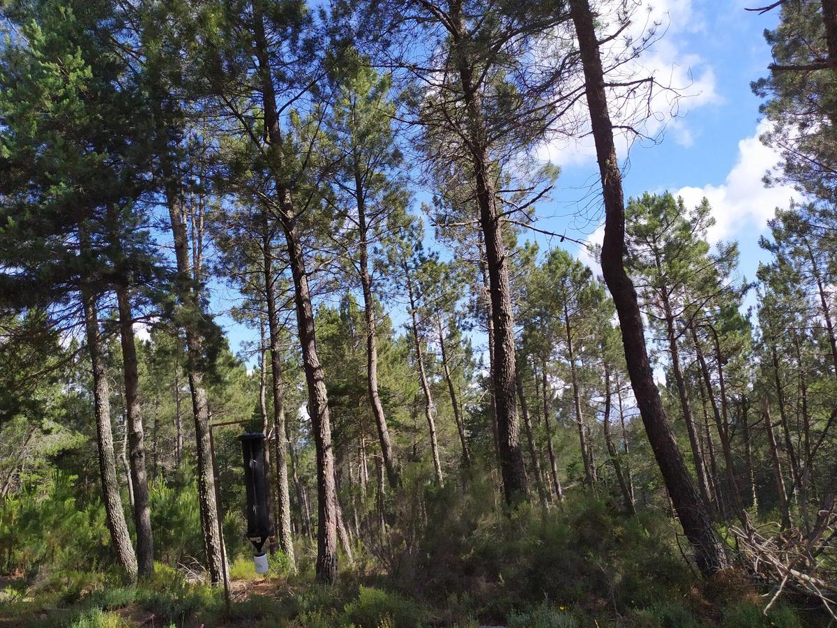 Imagen de un pinar en el término de Lagunilla con una de las trampas instaladas por la Junta.