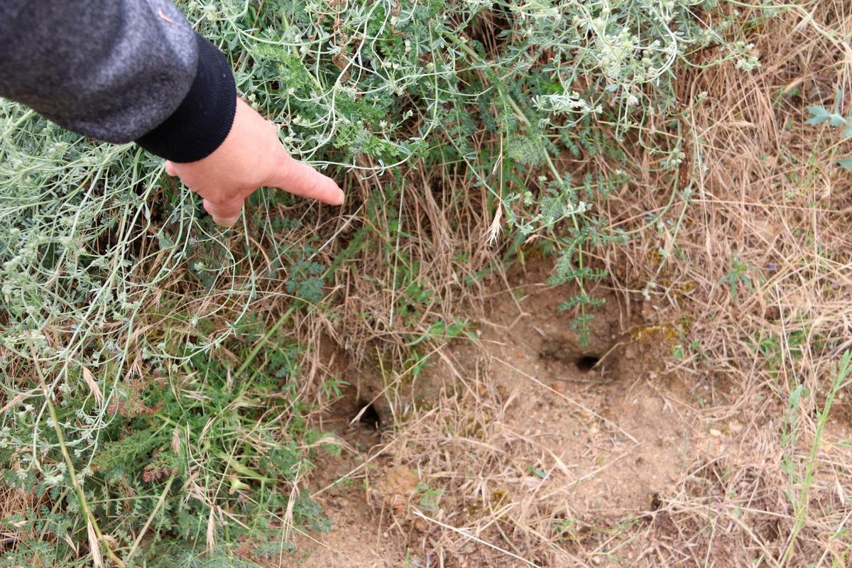 Huras de topillos en el término de Cantalpino