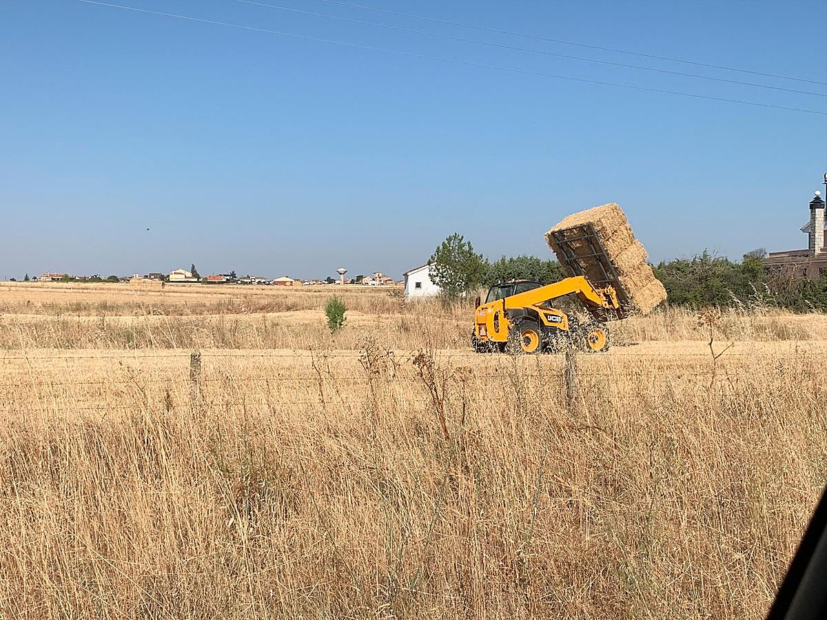 Este año la cosecha es un 140% superior a la de 2019