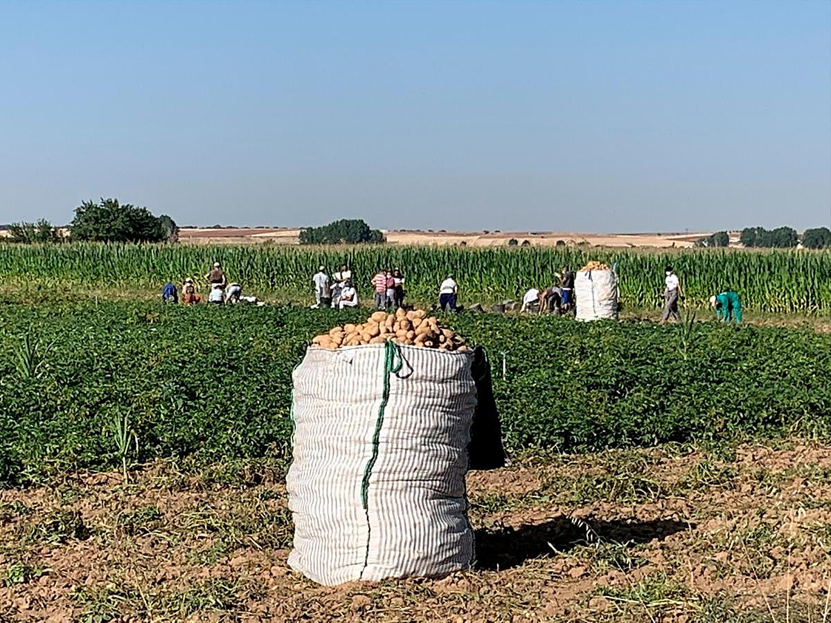 Saca de patatas en plena campaña de recogida.