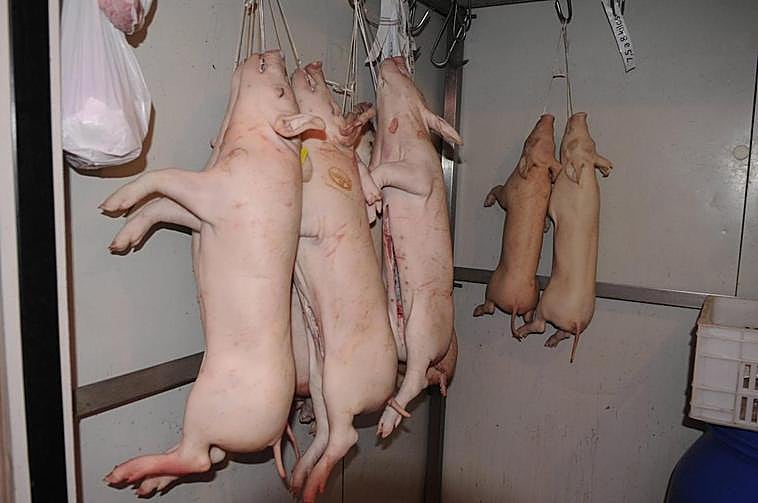 Tostones en una de cámara para su venta.