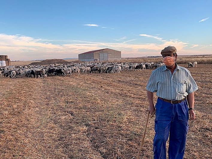 Eladio Martín ya en Negrilla, con sus ovejas al fondo.