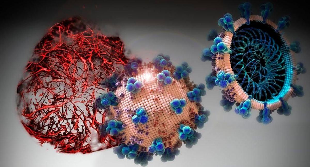 El tiempo de incubación es fundamental para la detección del virus.