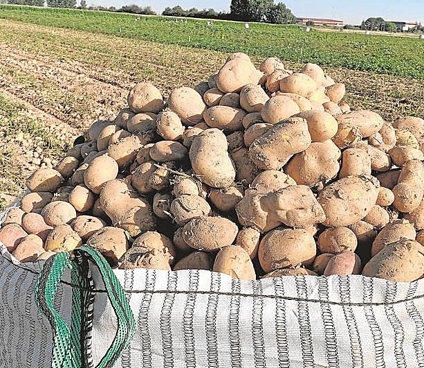 Yumbo de patatas arrancadas esta campaña en Salamanca.