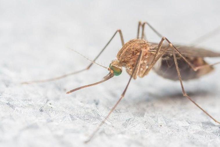 Mosquito que transmite el virus del Nilo