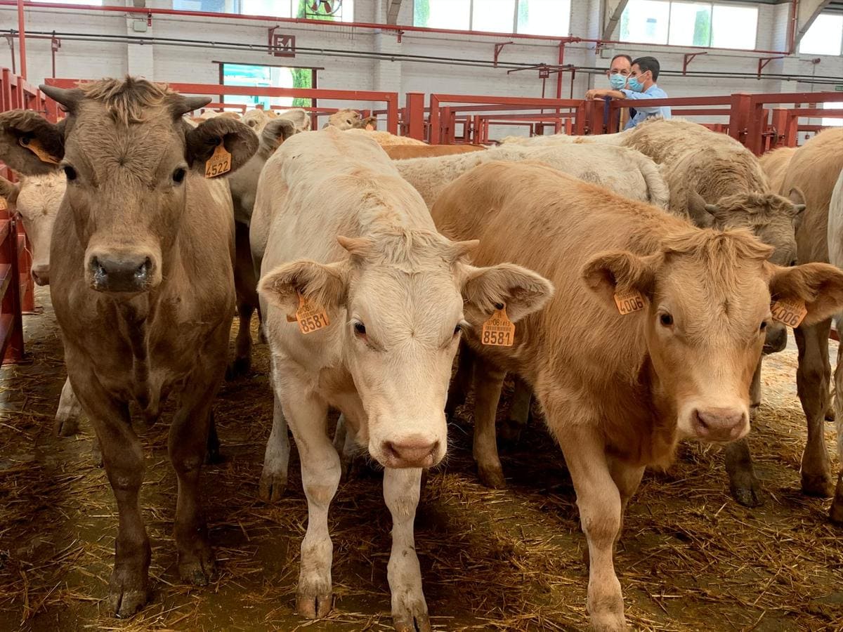 Ganado vacuno en la última sesión de mercado en Salamanca.