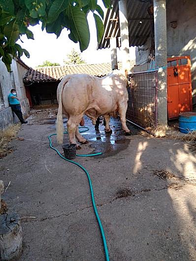 Los ganaderos llevan ya meses preparando el ganado para la feria.