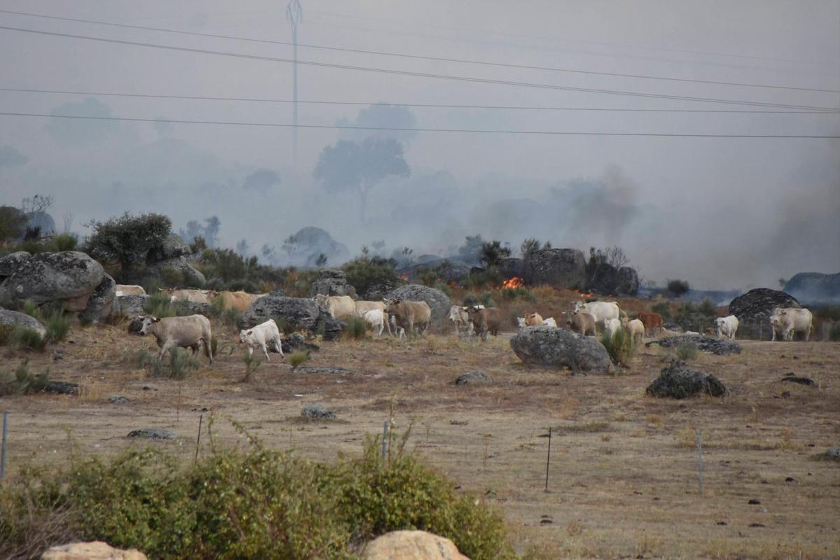 Los animales huyen de las llamas en el voraz incendio en El Abadengo, ya controlado.