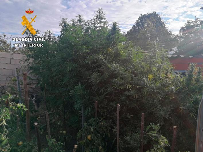 Imagen de la plantación de marihuana que descubrieron los agentes tras acceder al local.