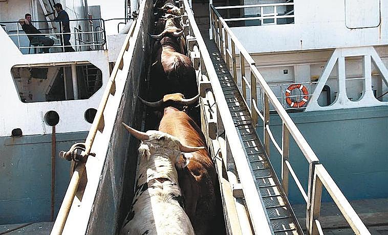 Carga de ganado vacuno en uno de los barcos que salen desde el puerto de Cartagena (Murcia).