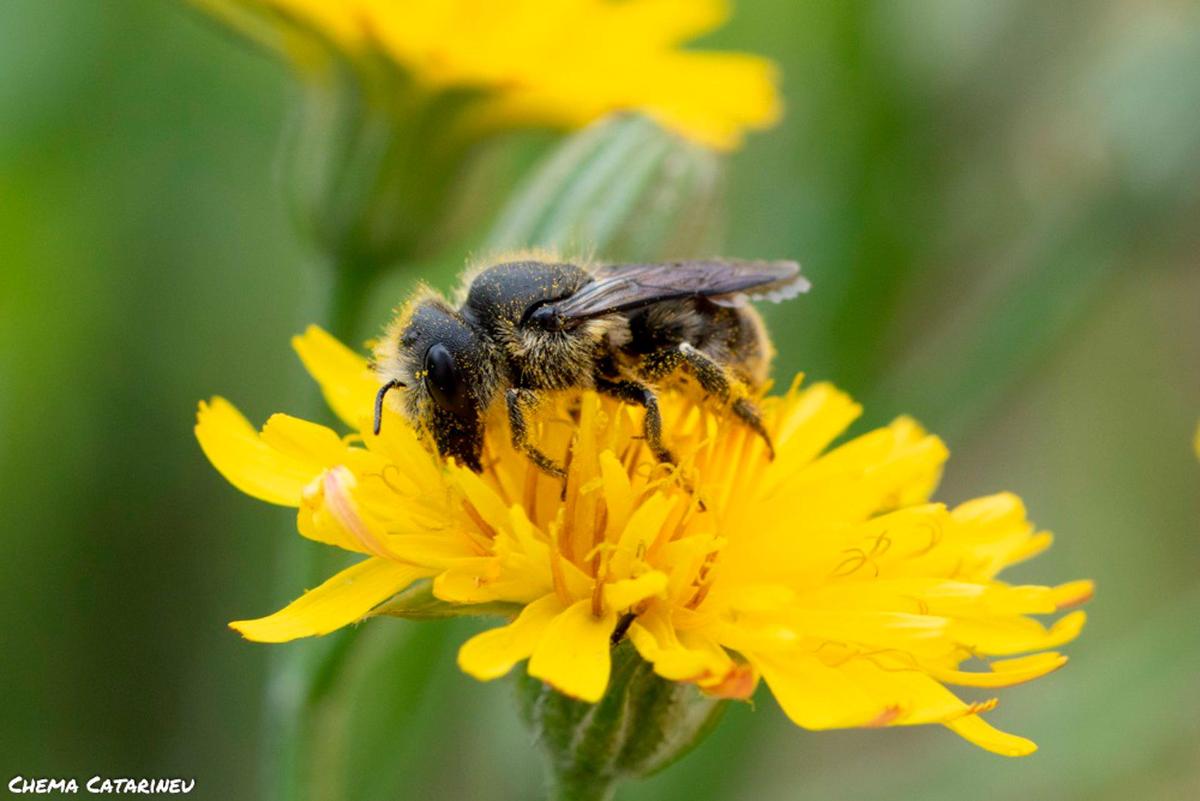 Imagen de una abeja durante la polinización.