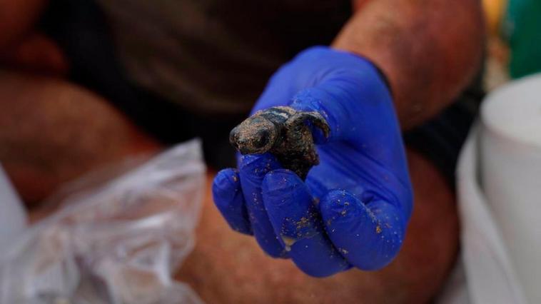 El espectacular nacimiento de más de 60 tortugas marinas en Menorca