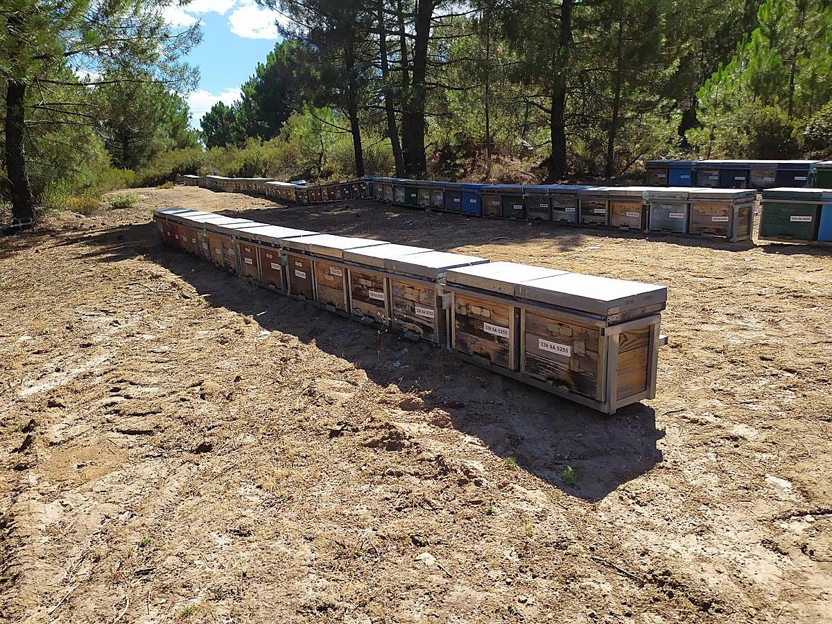 Asentamiento de colmenas.