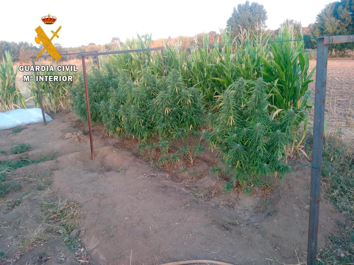 Una de las plantaciones de marihuana descubiertas en la provincia