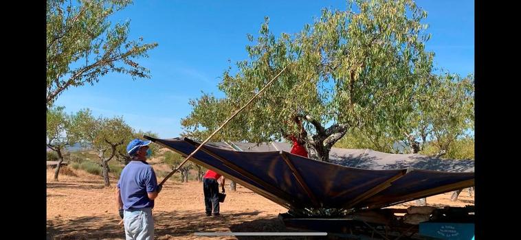 Indalecio con la vara ahora en plena cosecha de almendras y con el paraguas extendido para recogerlas y descascarillarlas.