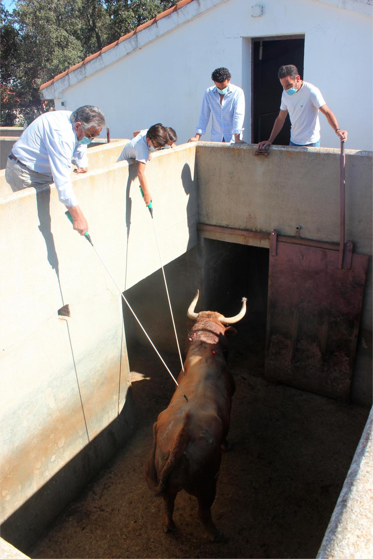 Moisés Fraile, con su hijo y su nieto, junto a Joaquín Galdós, llevando a Potrico, de El Pilar, al cajón de curas tras ser indultado en Astorga.