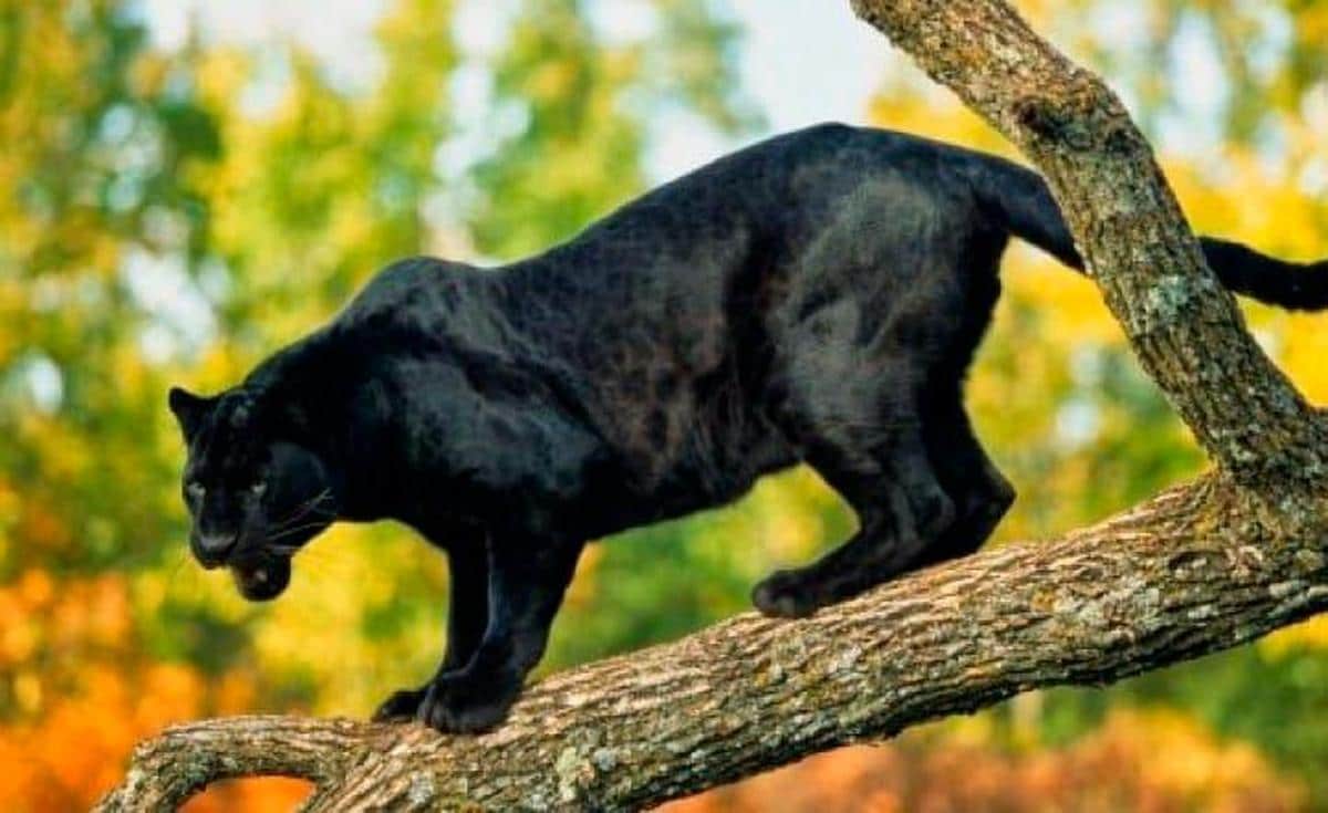 La pantera negra es un animal muy escurridizo
