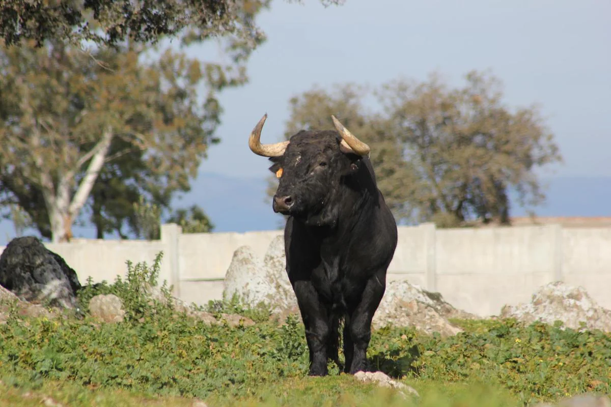 Un toro de Puerto de San Lorenzo en uno de los cerrados del Puerto de La Calderilla.