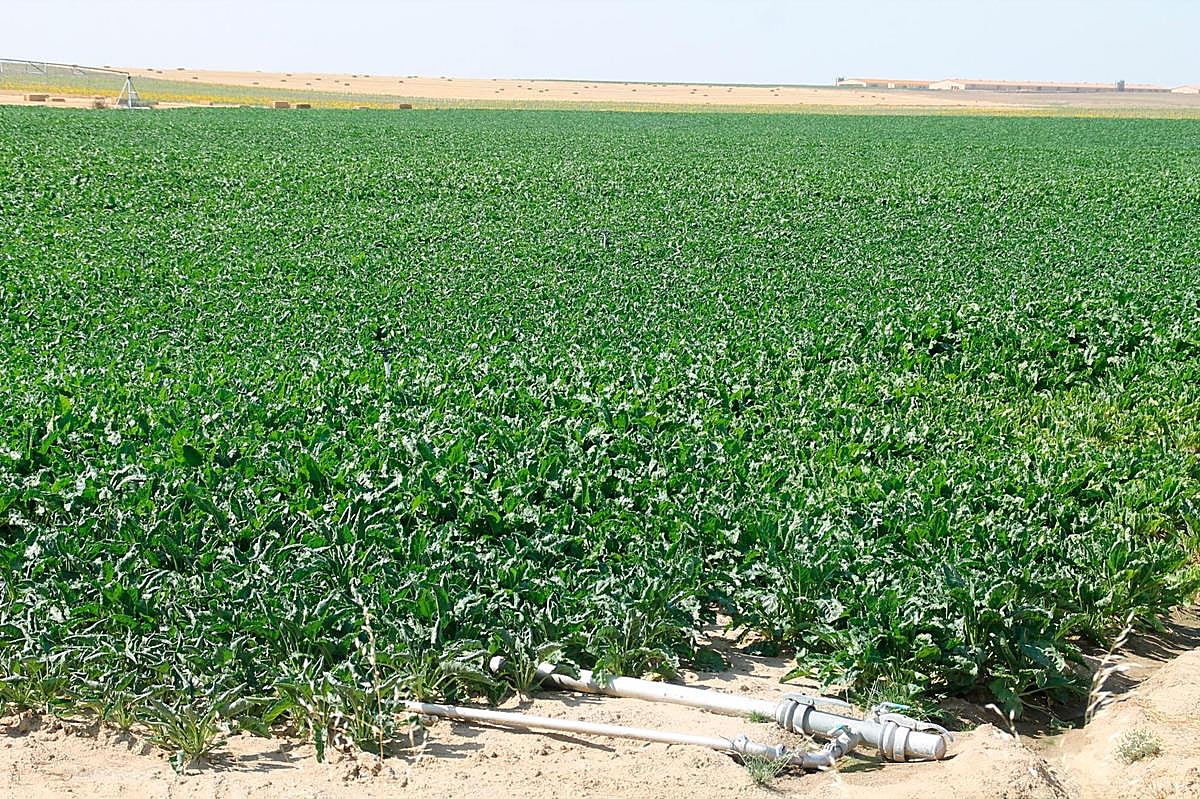 Una parcela de remolacha sembrada entre Aldeaseca de la Frontera y El Campo de Peñaranda.