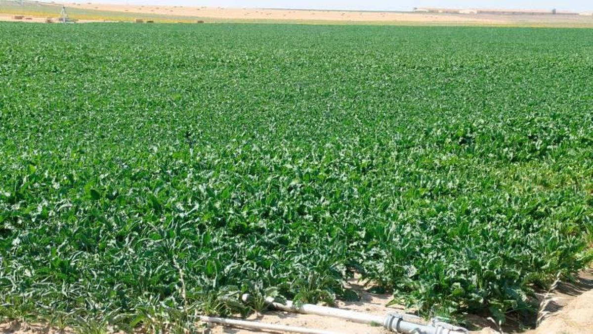 Una parcela de remolacha sembrada entre Aldeaseca de la Frontera y El Campo de Peñaranda.