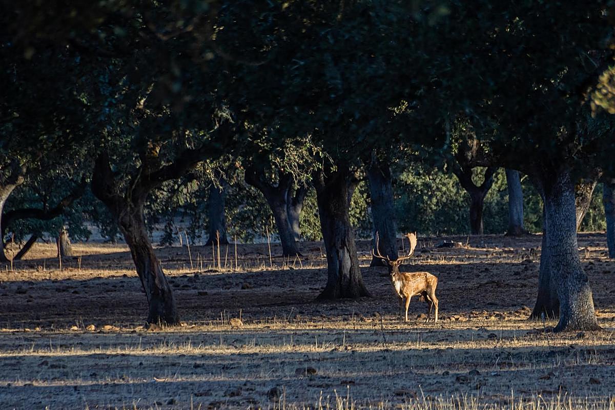 Un gamo en la época de la ronca.