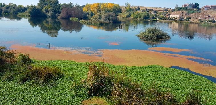 Las algas en el Tormes a su paso por la zona del puente en Alba.