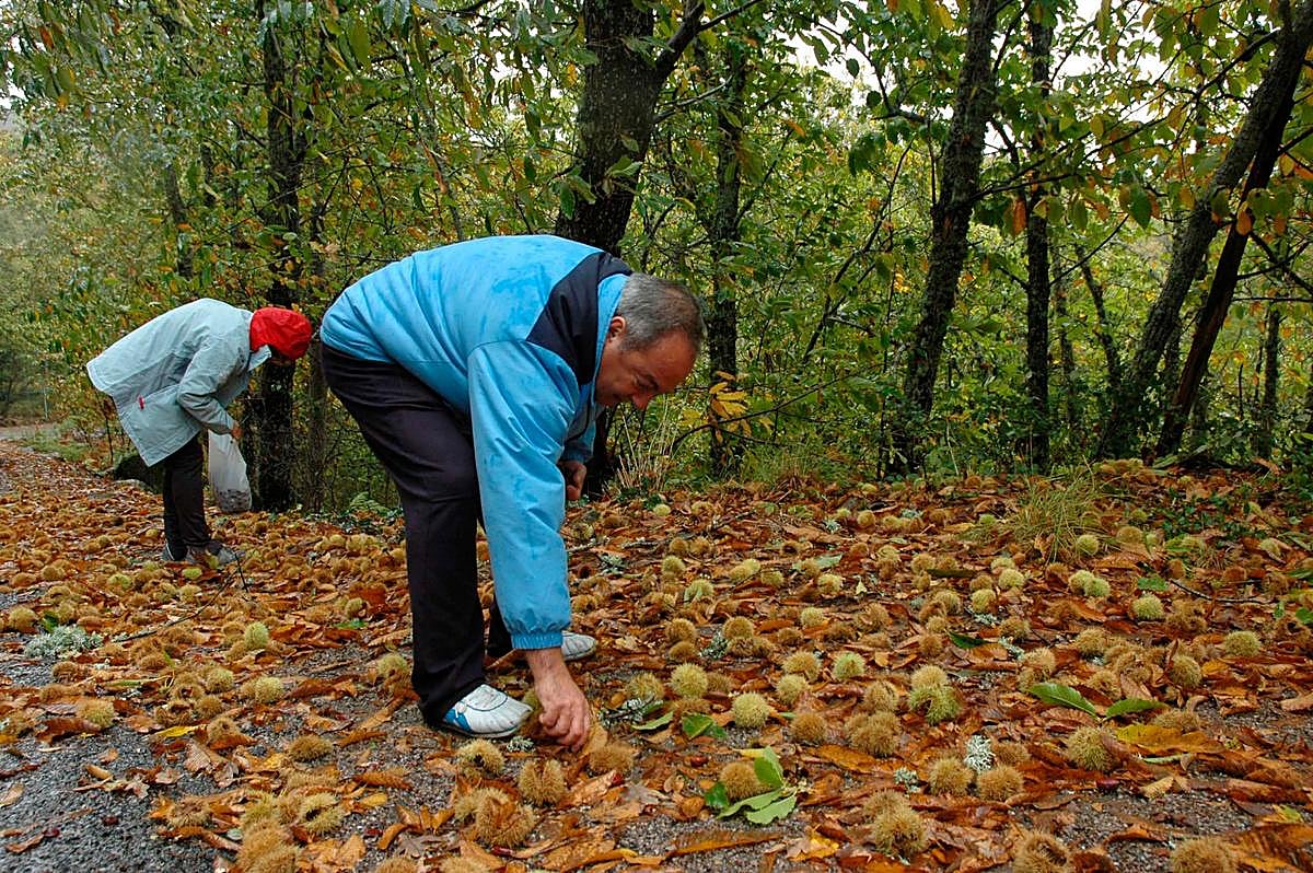 Un senderista recogiendo castañas en la Sierra.