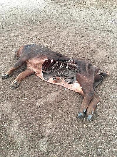 Imagen del último cerdo atacado.