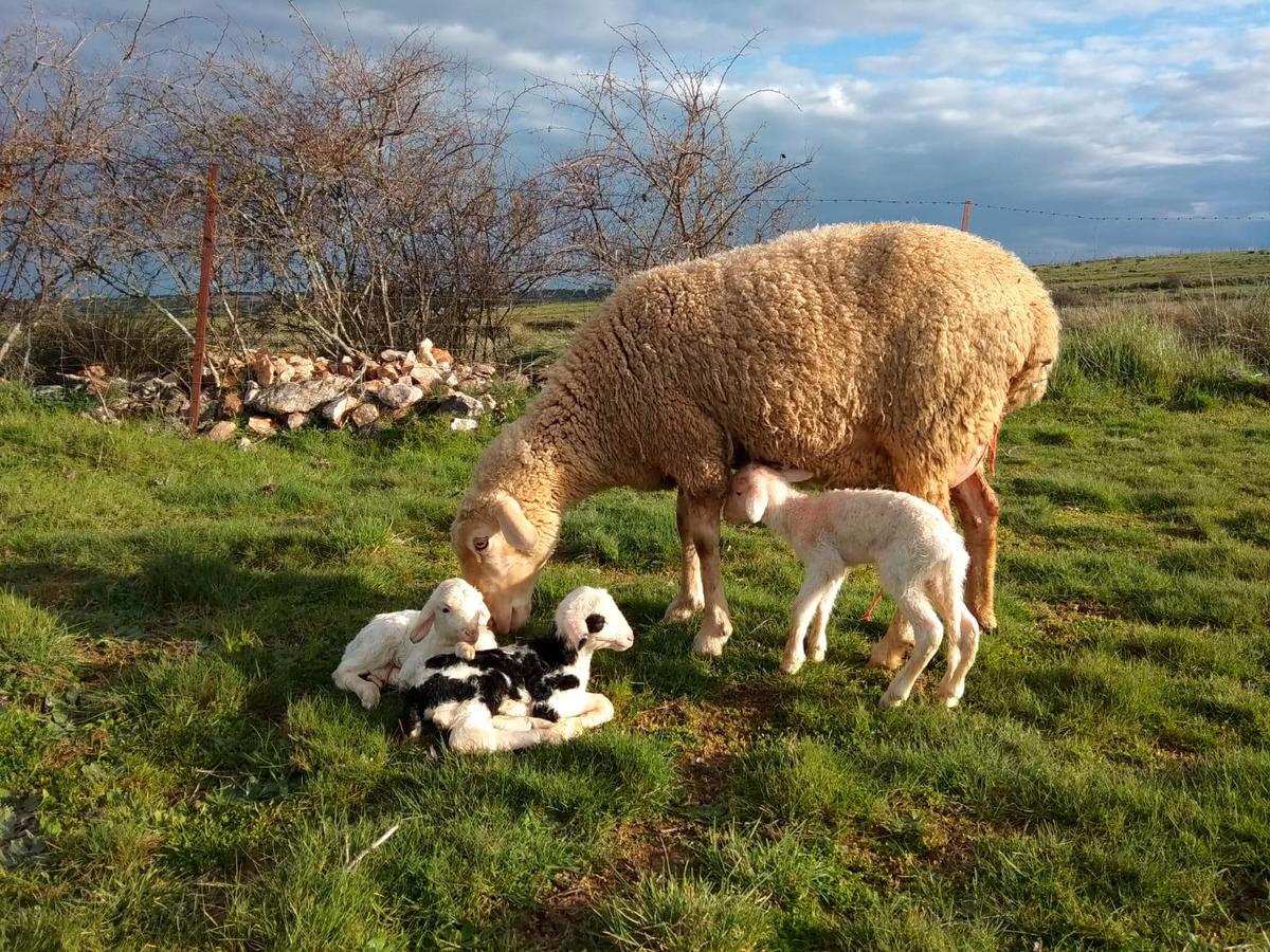 Una oveja limpia a sus tres corderos recién nacidos.