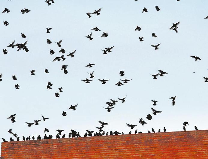 Plaga de estorninos en Salamanca.