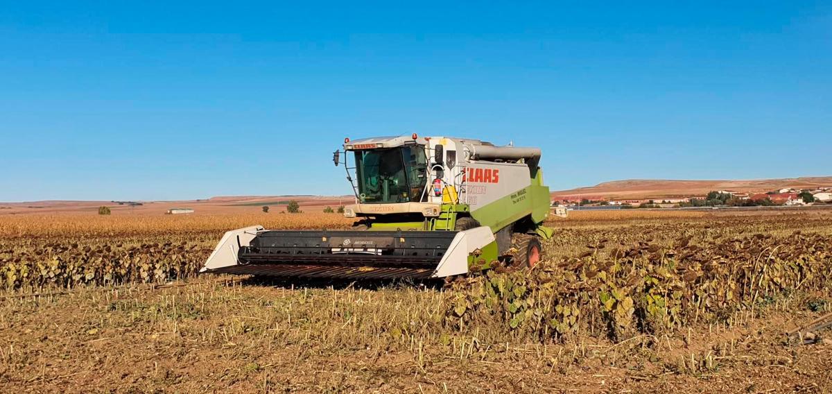 La máquina cosechando las hectáreas de girasol con la variedad de pipas para consumo.