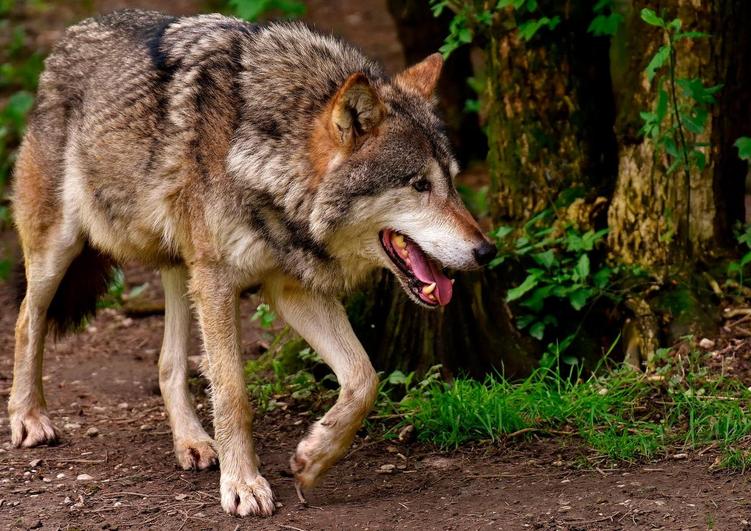 El lobo ha vuelto a atacar en la zona de El Rebollar