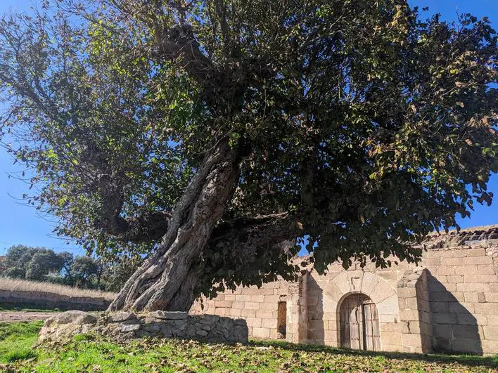 La morera centenaria salmantina que aspira a convertirse en ‘el Árbol del Año’ europeo