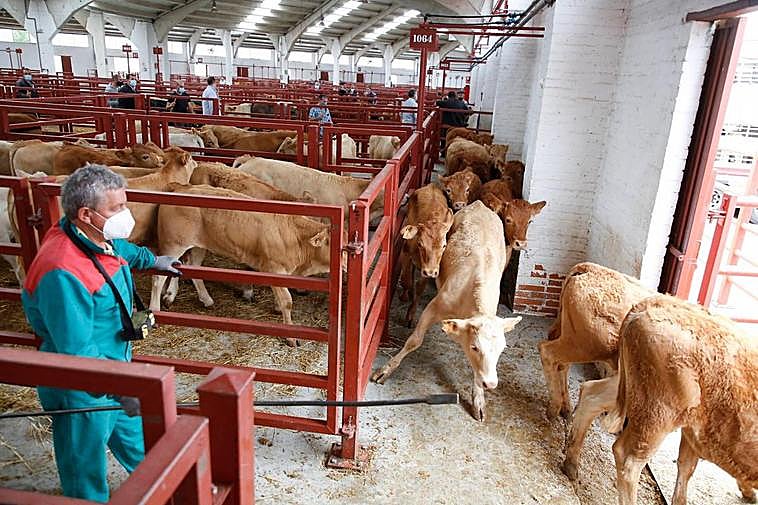 Imagen del mercado de ganados de Salamanca, ahora con el aforo limitado al 50%.