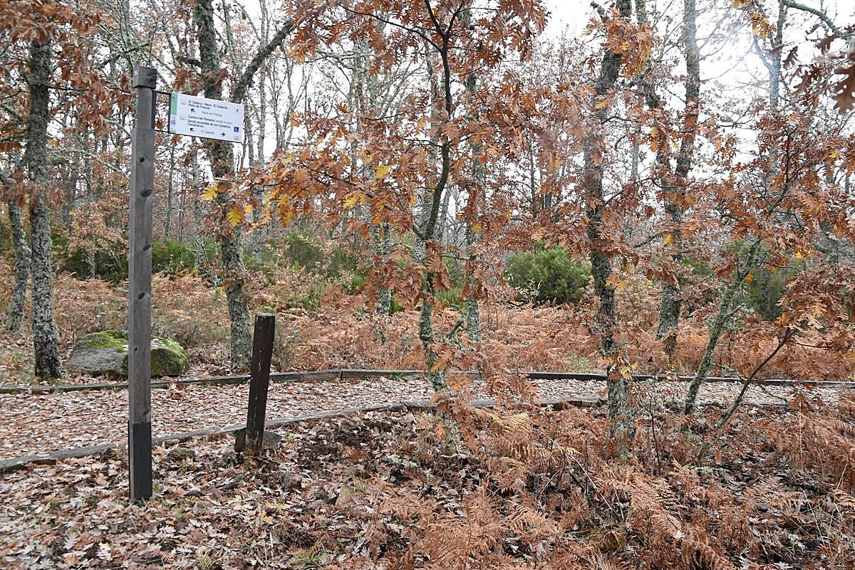 La “Senda de los Castaños Centenarios”, en El Casarito, uno de los elementos incluidos en el proyecto.