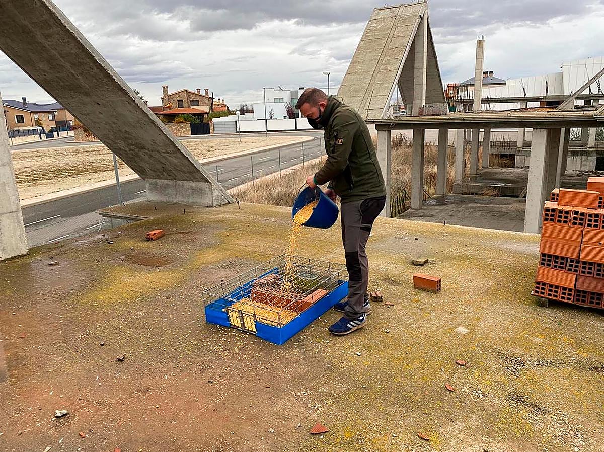 La colocación de una de las jaulas trampa para palomas que se han repartido en la localidad.