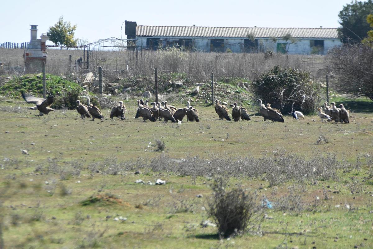 Buitres en una explotación de la comarca de Vitigudino.