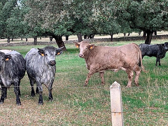Ganado vacuno en las inmediaciones de Vecinos.