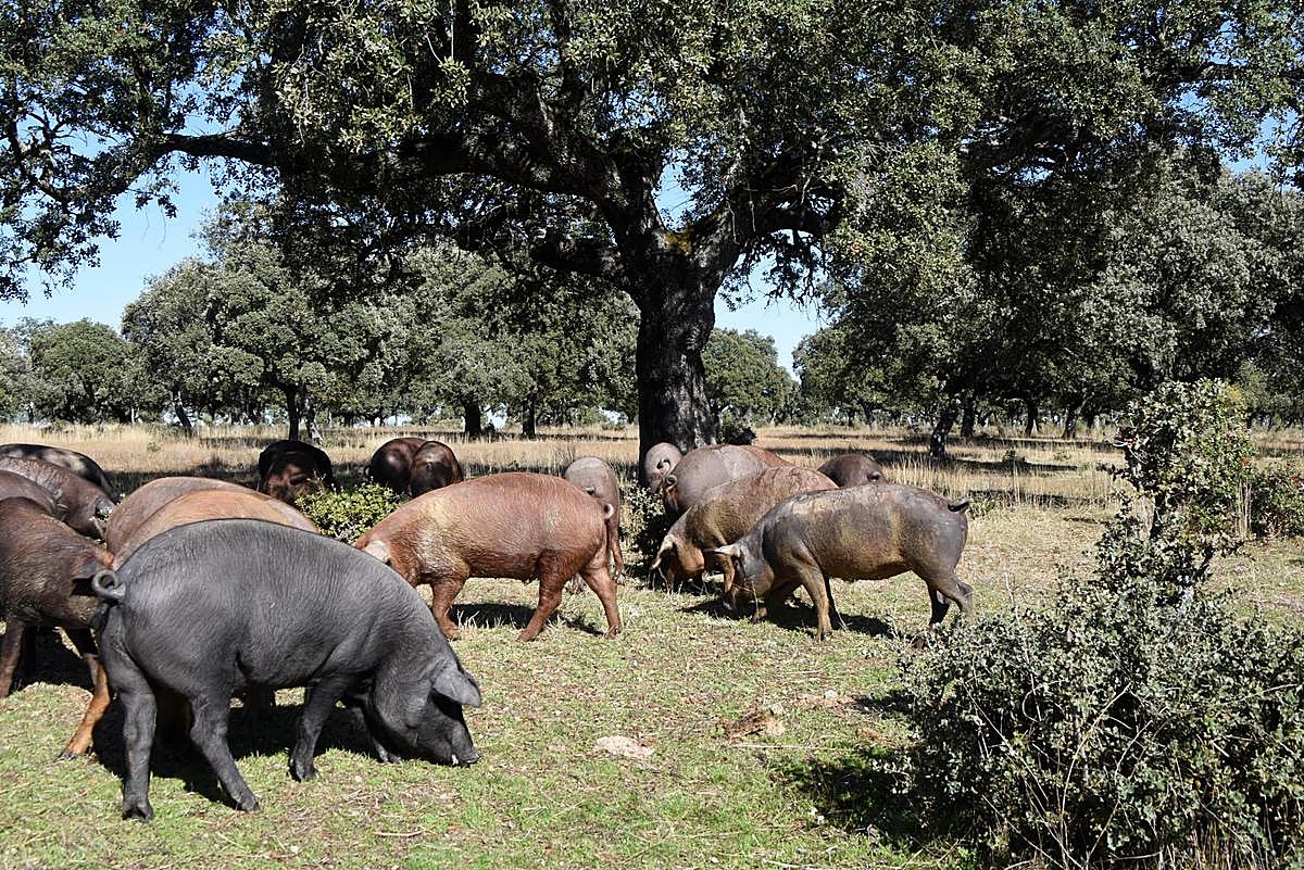 Una piara de cerdos en la tradicional montanera.