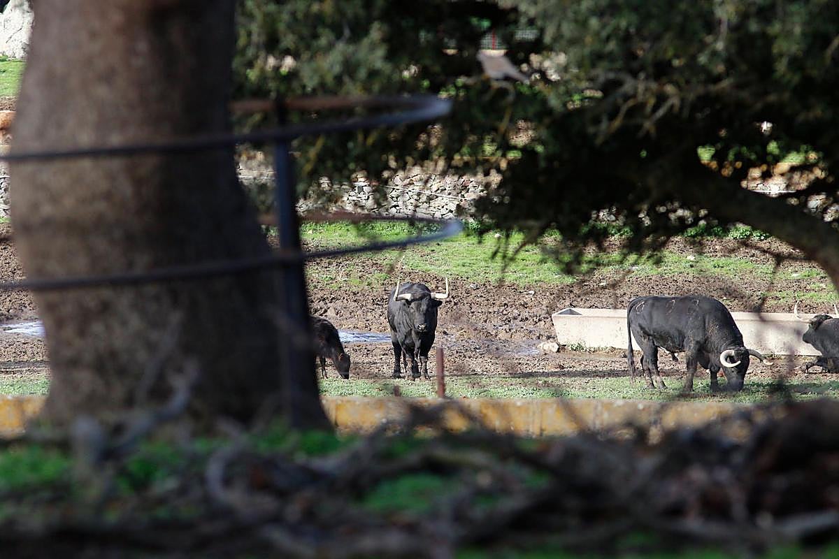 Toros de lidia en el campo.