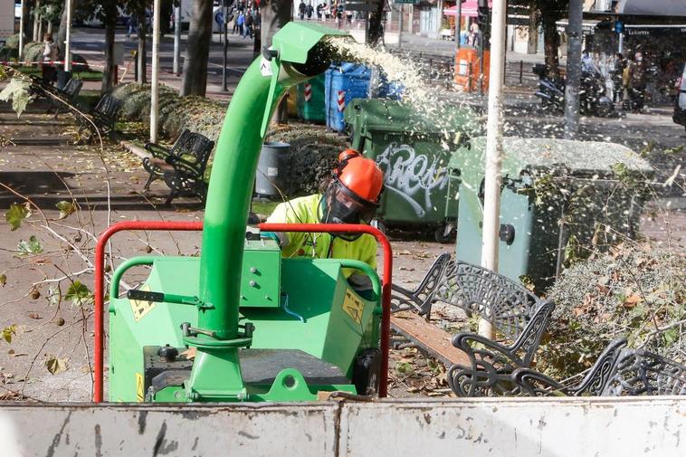 Un trabajador, en plena poda de árboles